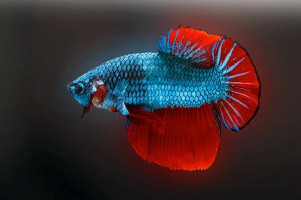 Siyam Dövüş Balık Betta Splendens Mavi Balık Bulanık Arka Plan — Stok fotoğraf