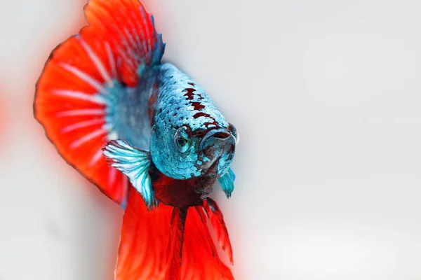 Siamesischer Kampffisch Betta Splendens Blauer Fisch Verschwommener Hintergrund Halbmond Betta — Stockfoto