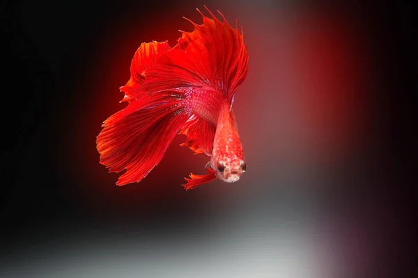 Siamesischer Kampffisch Betta Splendens Roter Fisch Auf Verschwommenem Hintergrund Halbmond — Stockfoto