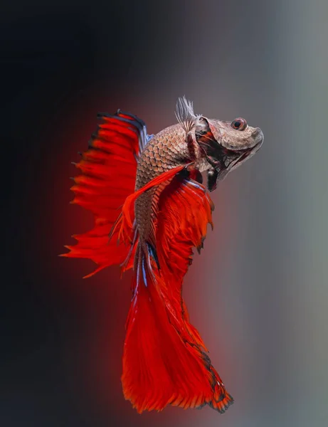 Peces Siameses Betta Splendens Peces Rojos Sobre Fondo Borroso Halfmoon —  Fotos de Stock