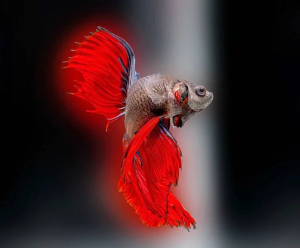 Siamesischer Kampffisch Betta Splendens Roter Fisch Auf Verschwommenem Hintergrund Halbmond — Stockfoto