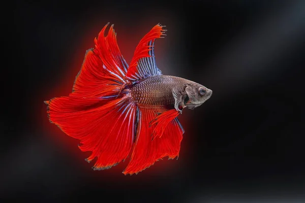 Siamesischer Kampffisch Betta Splendens Roter Fisch Auf Verschwommenem Hintergrund Halbmond — Stockfoto