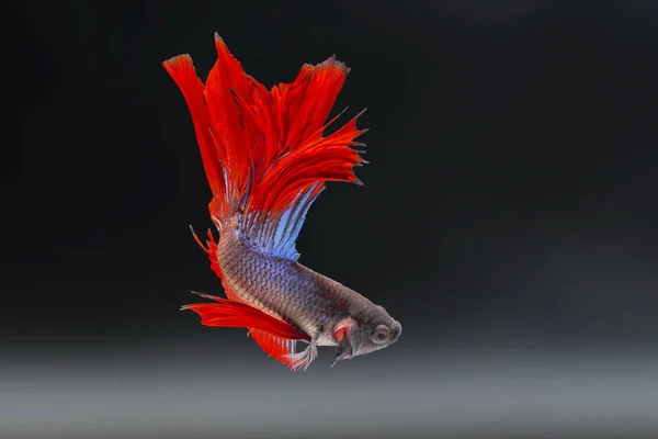 Siamesischer Kampffisch Betta Splendens Roter Fisch Auf Verschwommenem Hintergrund Halbmond — Stockfoto