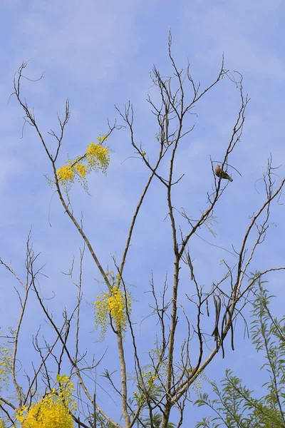 Thaiföld Nemzeti Virág Virág Ratchaphruek Arany Zuhany Szimbólum Nyári Virágok — Stock Fotó