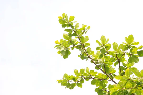 Zöld Levelek Egy Gyönyörű Természetes Egy Fehér Hátteret — Stock Fotó