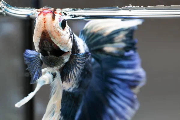 Siamesischer Kampffisch Betta Splendens Blauer Fisch Verschwommener Hintergrund Halbmond Betta — Stockfoto