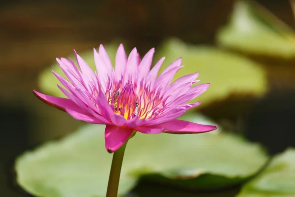 Lotus Blommor Och Löv Blommar Vackert Med Naturen — Stockfoto