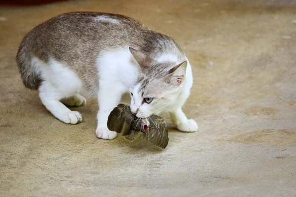 猫は鳥を狩り 食べている — ストック写真