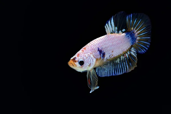 Siamese Fighting Fisk Betta Splendens Blå Fisk Suddig Bakgrund Halfmoon — Stockfoto