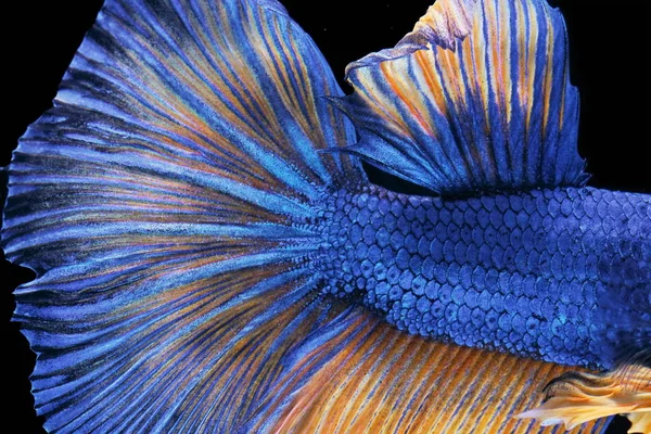 Pesce Siamese Combattente Betta Splendens Pesce Azzurro Fondo Sfocato Mezzaluna — Foto Stock