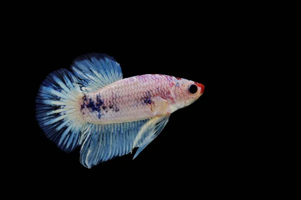 Siamês Lutando Peixe Betta Splendens Peixes Coloridos Fundo Preto Halfmoon — Fotografia de Stock