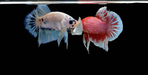 Peces Siameses Peces Rojos Fondo Negro Betta Splendens Betta Fish — Foto de Stock