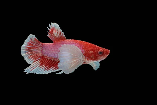 Peixes Siameses Peixes Vermelhos Fundo Preto Betta Splendens Betta Fish — Fotografia de Stock