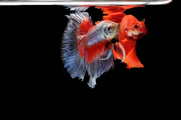 Siamese Fighting Fish Red Fish Black Background Betta Splendens Betta — Stock Photo, Image