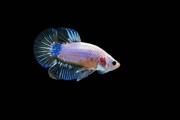 Siamesischer Kampffisch Betta Splendens Bunte Fische Auf Schwarzem Hintergrund Betta — Stockfoto