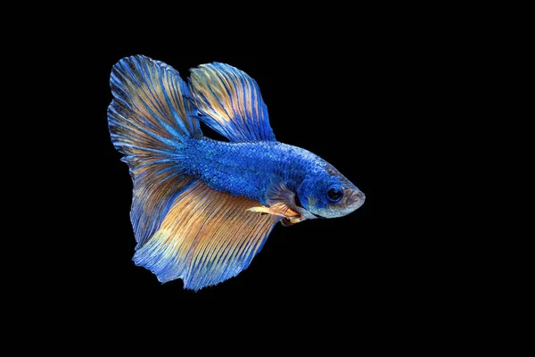 Siamesischer Kampffisch Betta Splendens Bunte Fische Auf Schwarzem Hintergrund Betta — Stockfoto