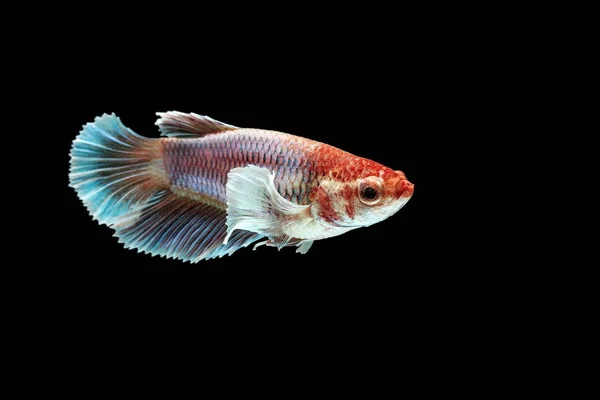 Siamese Kämpar Fisk Betta Splendens Färgglada Fiskar Svart Bakgrund Halfmoon — Stockfoto