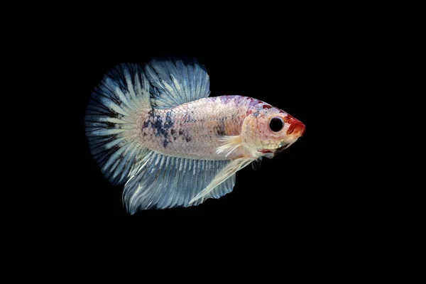 Siamese Kämpar Fisk Betta Splendens Färgglada Fiskar Svart Bakgrund Halfmoon — Stockfoto