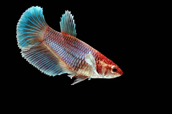 파이팅 물고기 화려함 배경에 다채로운 물고기 하프문 — 스톡 사진