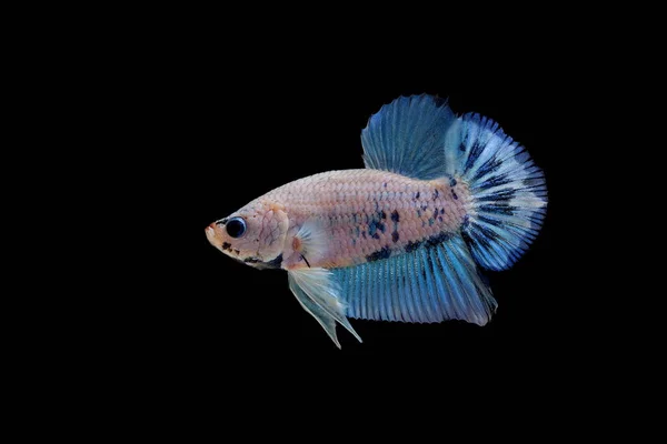 파이팅 물고기 화려함 배경에 다채로운 물고기 하프문 — 스톡 사진