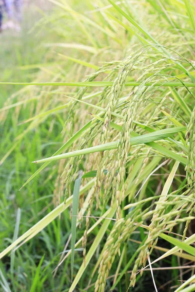 The rice grains are harvested near the harvest.