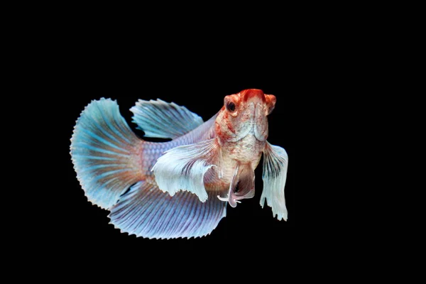 Siamese Fighting Fish Betta Splendens Colorful Fish Black Background Halfmoon — Stock Photo, Image