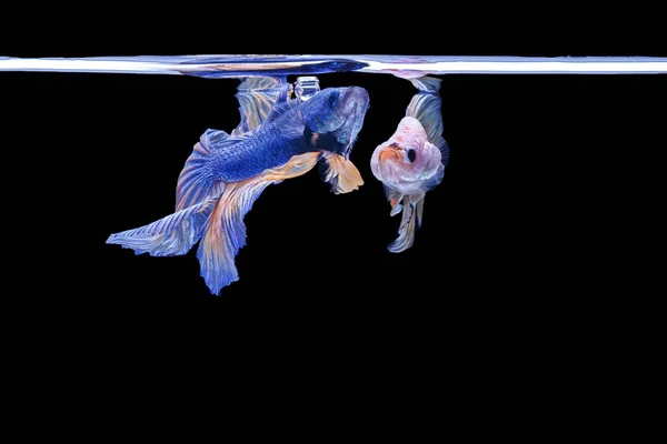 Ψάρια Που Παλεύουν Μπέτα Μεγαλείο Πολύχρωμα Ψάρια Μαύρο Φόντο Ημισέληνος — Φωτογραφία Αρχείου