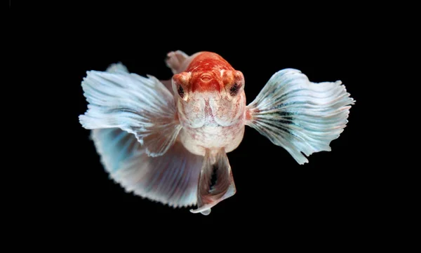 Siamese Gevechten Vis Betta Splendens Kleurrijke Vis Een Zwarte Achtergrond — Stockfoto