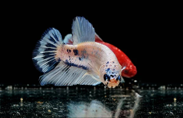 Siamese Fighting Fish Betta Splendens Colorful Fish Black Background Halfmoon — Stock Photo, Image