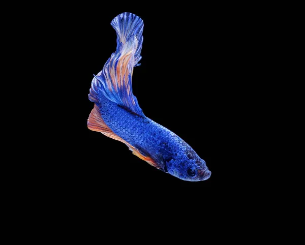 Pesce Siamese Combattente Betta Splendens Pesci Colorati Sfondo Nero Mezzaluna — Foto Stock