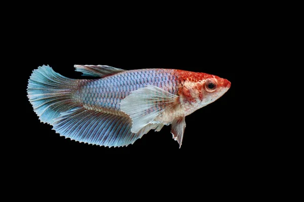 Belo Estilo Peixe Betta Peixe Combate Siamês Betta Splendens Halfmoon — Fotografia de Stock