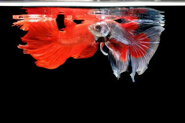 Hermoso Estilo Pez Betta Peces Siameses Lucha Betta Splendens Halfmoon — Foto de Stock