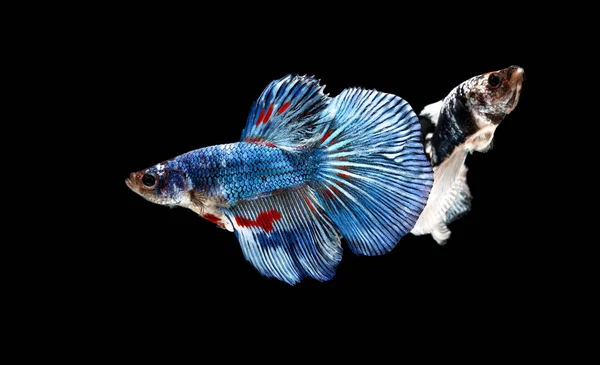 Wunderschöner Stil Von Beta Fischen Siamesischen Kampffischen Beta Splendens Halbmond — Stockfoto