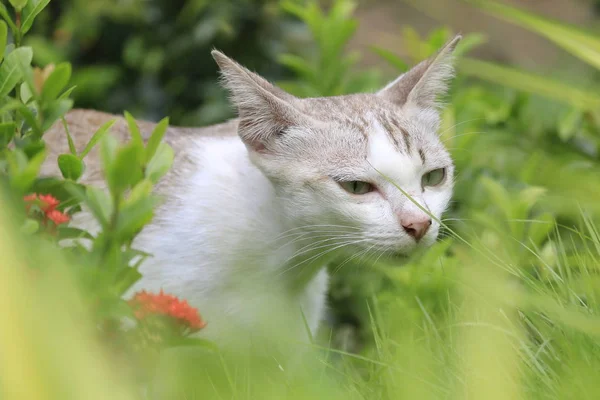 고양이의 자연은 정원에서 놀고있다 — 스톡 사진