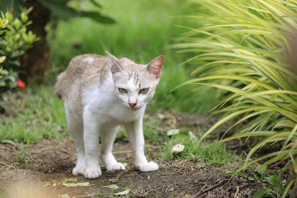 猫の性質が庭で遊んでいる — ストック写真