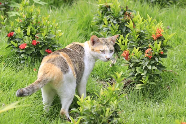 Nature Cat Playing Garden — Stock Photo, Image