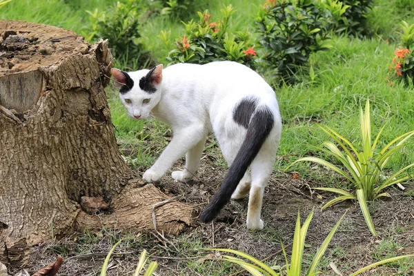 Nature Cat Playing Garden — Stock Photo, Image