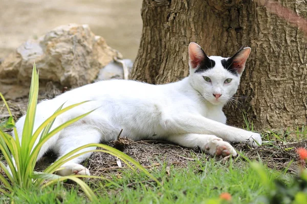 고양이의 자연은 정원에서 놀고있다 — 스톡 사진