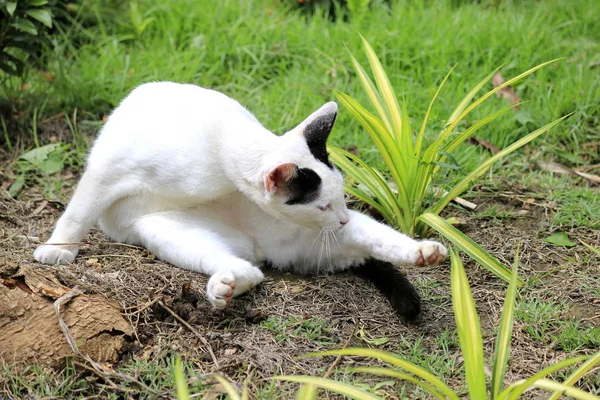 Nature Chat Joue Dans Jardin — Photo