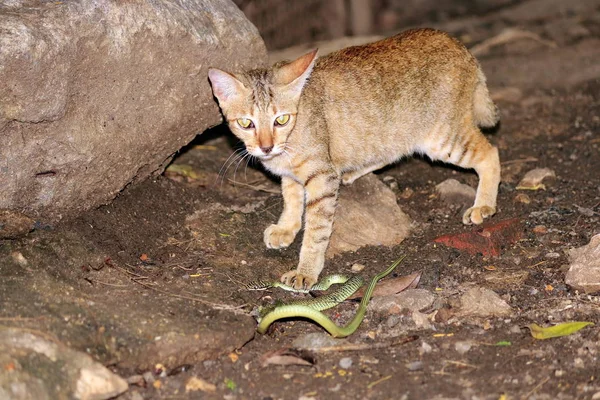 Predator cats are fighting with green snakes