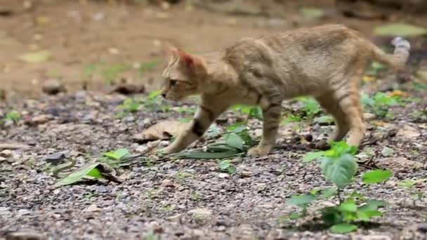 捕食者の猫は緑のヘビと戦っている. — ストック動画