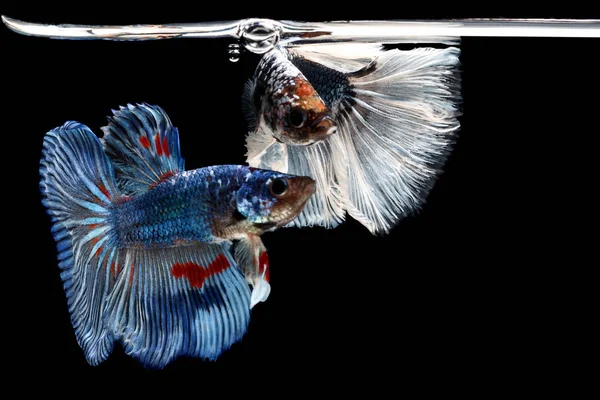 Peces Siameses Betta Splendens Peces Colores Sobre Fondo Negro Halfmoon — Foto de Stock