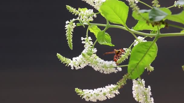 Insects on a bouquet of beautiful natural white flowers — Stock Video