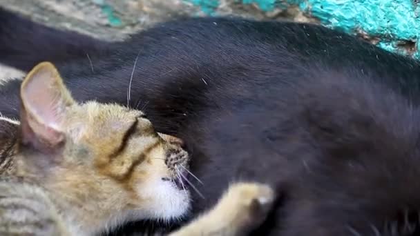 Los gatitos están chupando leche — Vídeo de stock