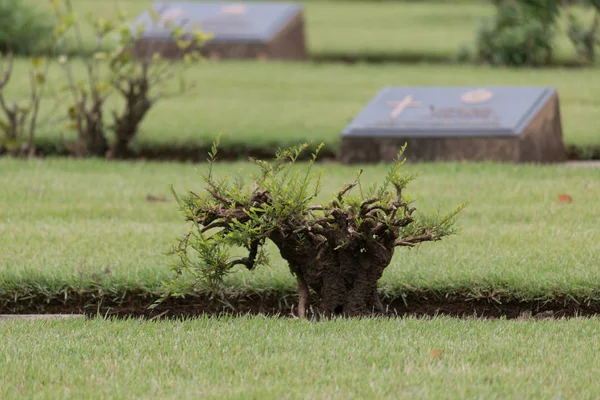 Commonwealth War Graves Cementerio Guerra Chungkai Kanchanaburi Tailandia —  Fotos de Stock