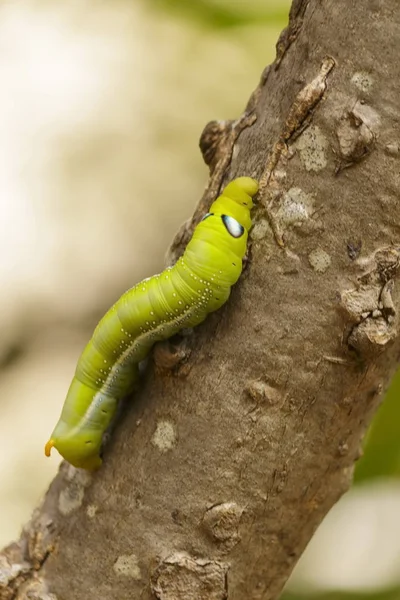 Primo Piano Dei Bruchi Verdi Sugli Alberi Naturali — Foto Stock