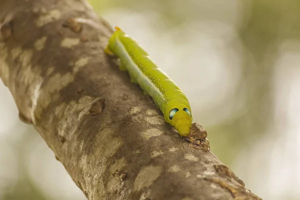 Primo Piano Dei Bruchi Verdi Sugli Alberi Naturali — Foto Stock