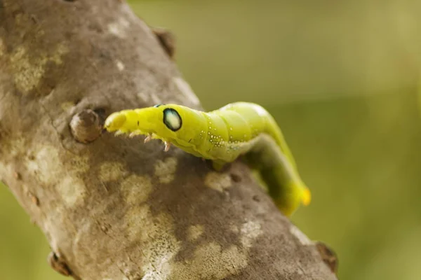 Primo Piano Dei Bruchi Verdi Sugli Alberi Naturali — Foto Stock