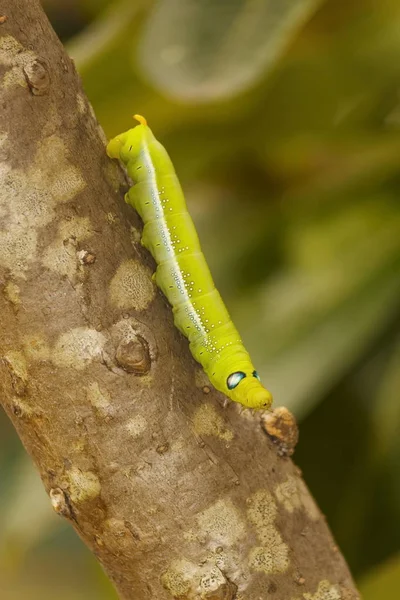 Primo Piano Dei Bruchi Verdi Sugli Alberi Naturali — Foto Stock