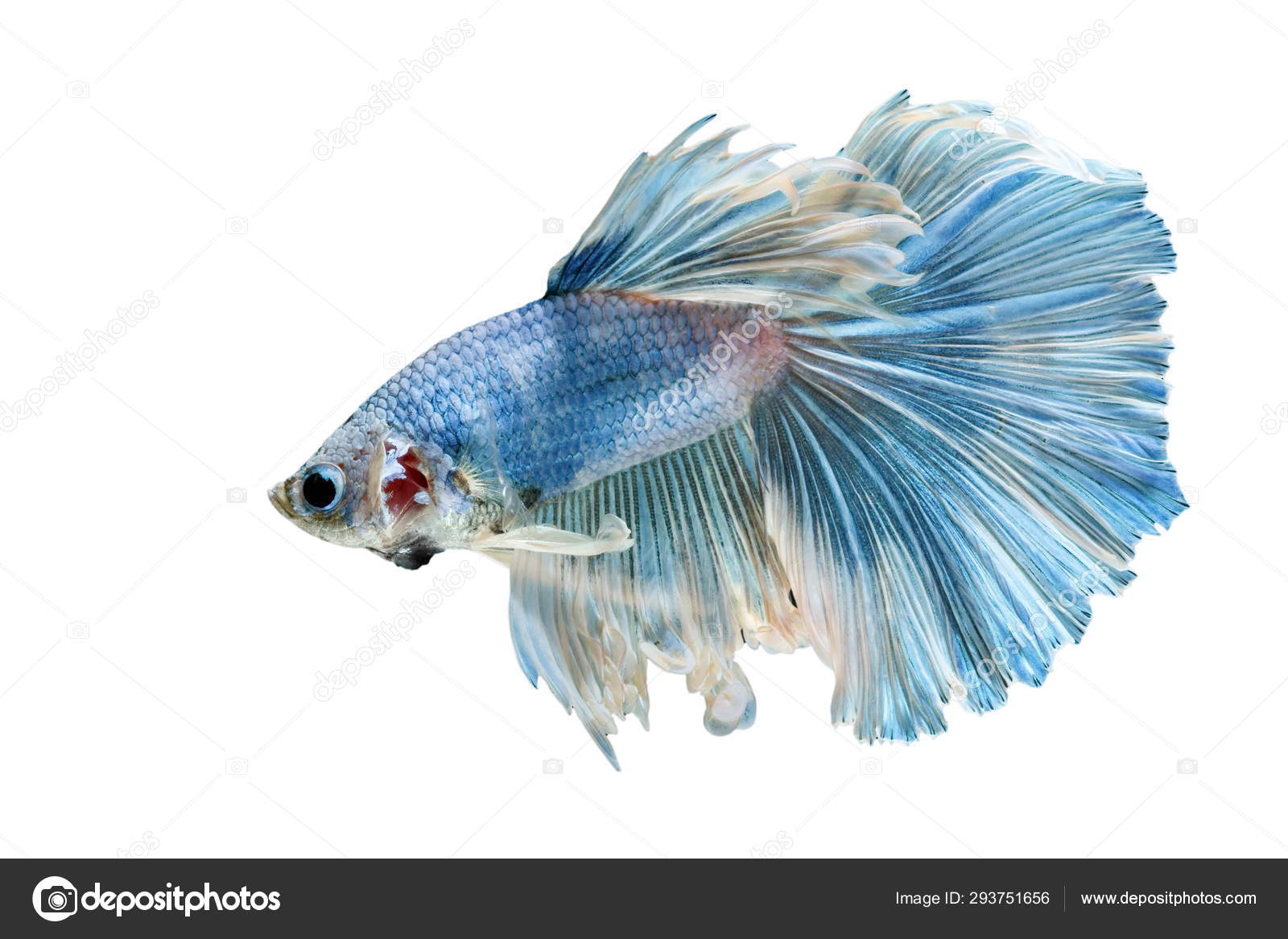 aqua betta fish